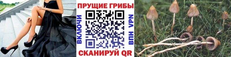 купить наркотик  Правдинск  Галлюциногенные грибы GOLDEN TEACHER 